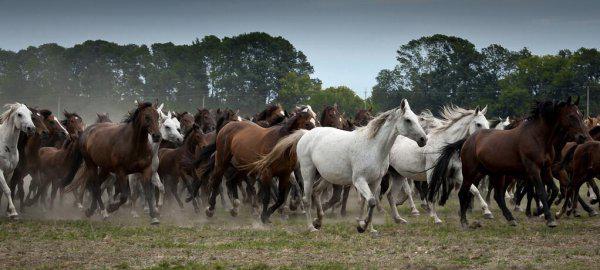马是怎么配的种
