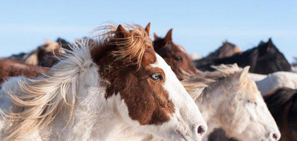 马是怎么配的种