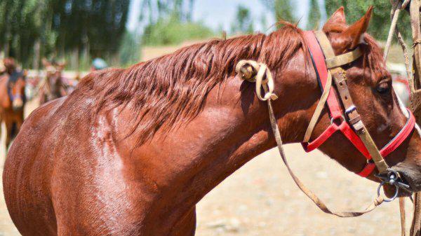 马是怎么配的种