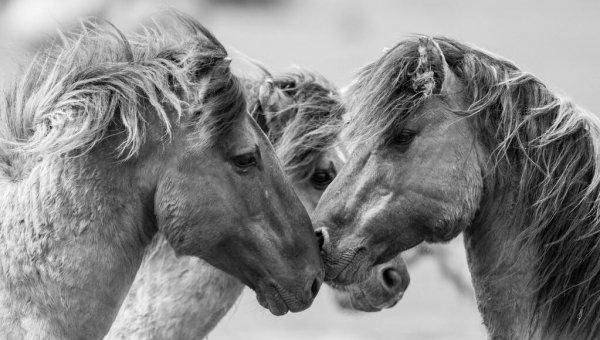 马是怎么配的种