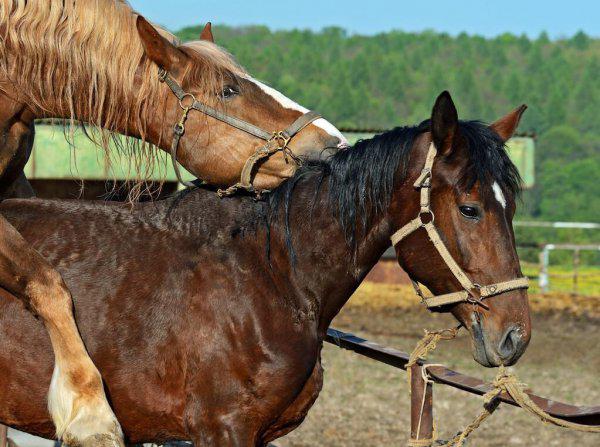 马是怎么配的种