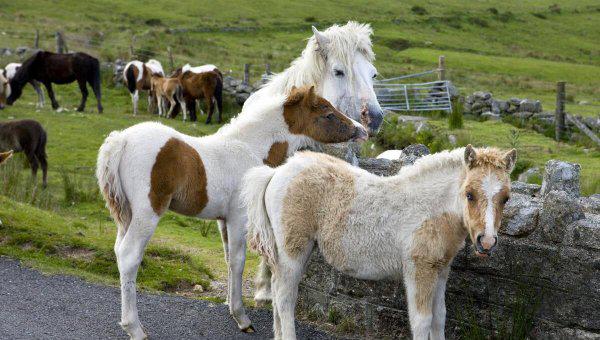 马是怎么配的种
