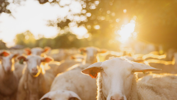 新西兰面积多少平方公里