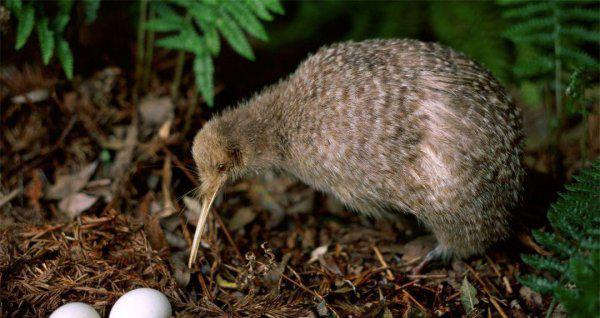 新西兰面积多少平方公里