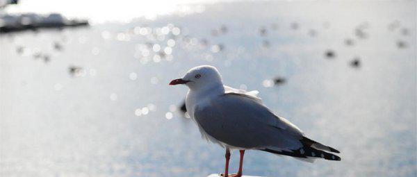 新西兰面积多少平方公里