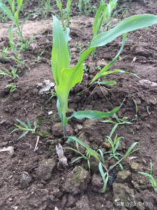 玉米地除草剂什么时候打最好 玉米打除草剂和追肥的时间