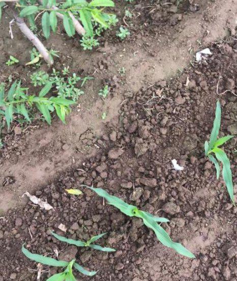 玉米地除草剂什么时候打最好