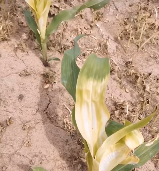 玉米地除草剂什么时候打最好