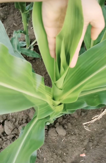 玉米地除草剂什么时候打最好