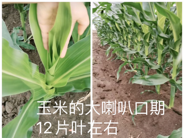 玉米地除草剂什么时候打最好