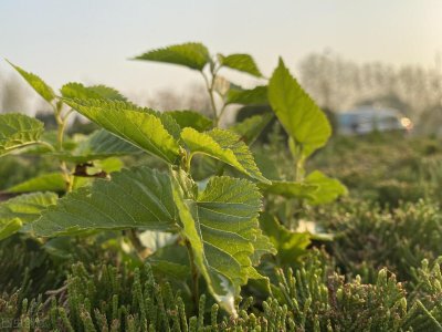 桑叶什么时候采摘最好 经验老农知道答案别惊讶