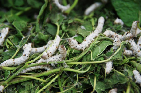 桑叶什么时候采摘最好