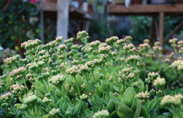 长寿花喜阴还是喜阳光