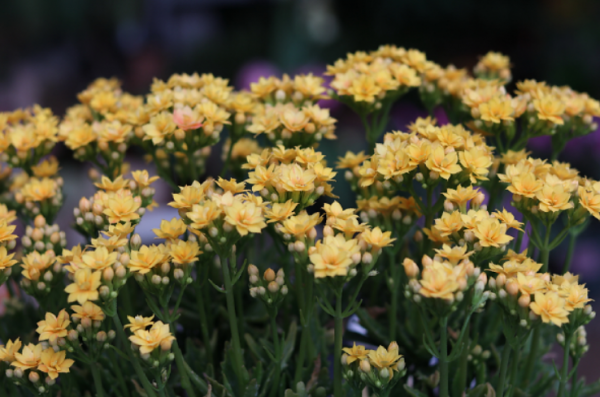 长寿花喜阴还是喜阳光