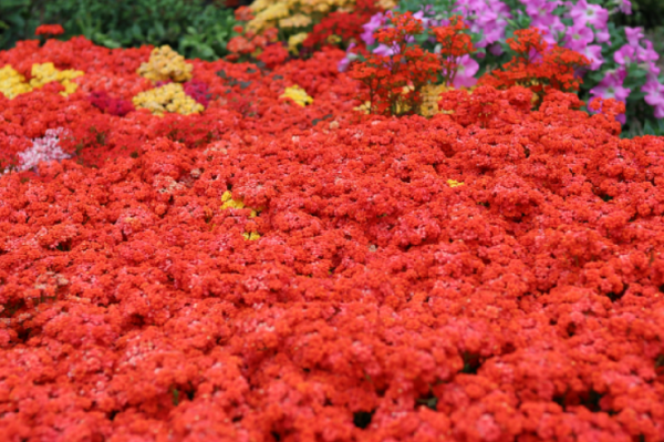 长寿花喜阴还是喜阳光