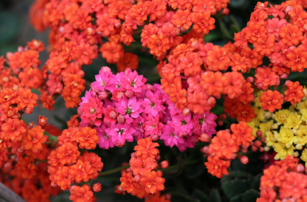 长寿花喜阴还是喜阳光