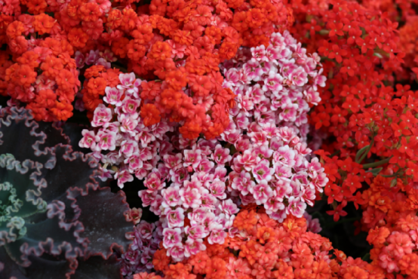 长寿花喜阴还是喜阳光