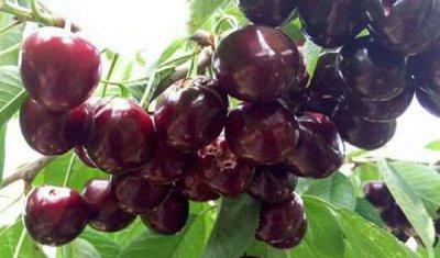 什么樱桃品种最好吃 深受大家喜爱的樱桃品种介绍