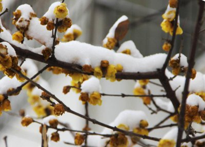 耐旱又耐寒好成活的植物 耐寒好养不怕冷的绿植大盘点