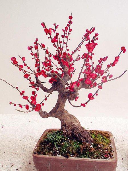 耐旱又耐寒好成活的植物