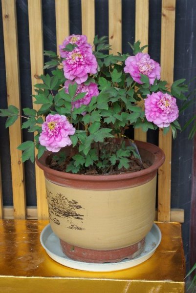 耐旱又耐寒好成活的植物