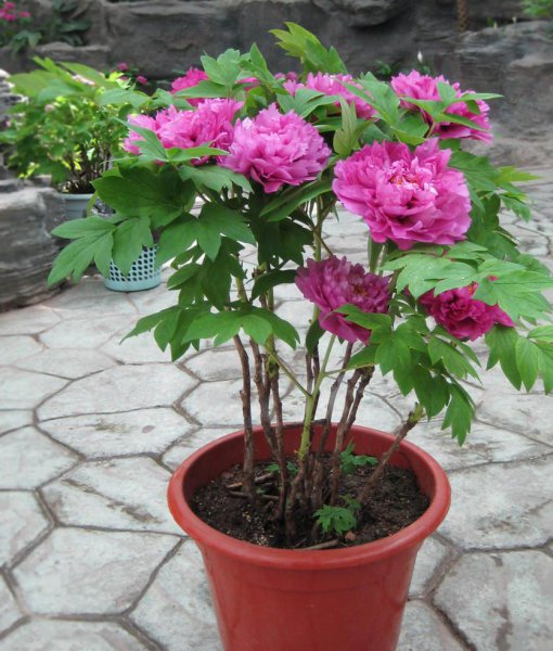 耐旱又耐寒好成活的植物