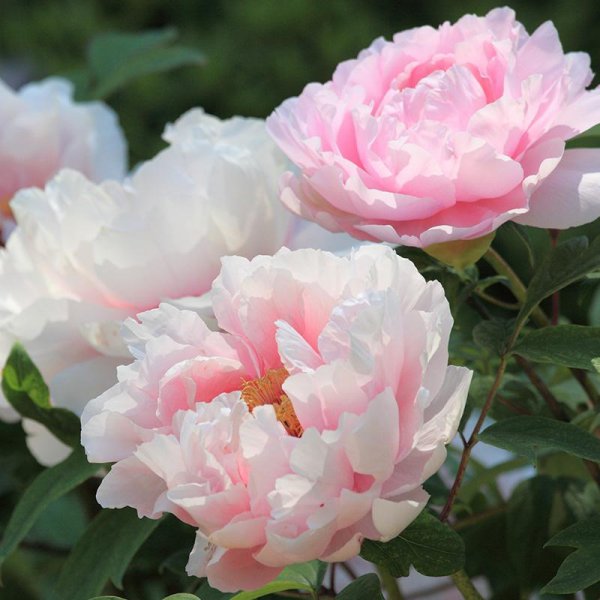 耐旱又耐寒好成活的植物