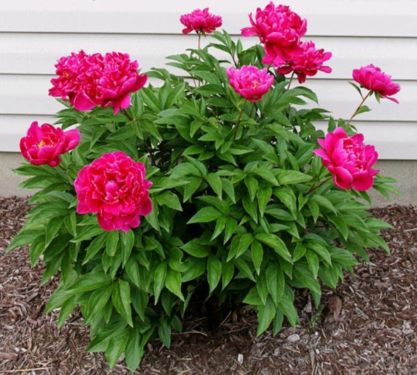 耐旱又耐寒好成活的植物