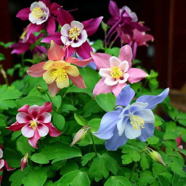 耐旱又耐寒好成活的植物