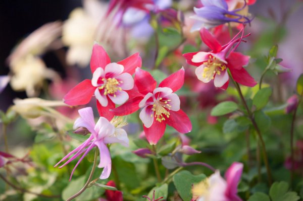 耐旱又耐寒好成活的植物