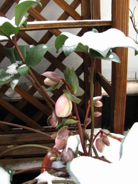 耐旱又耐寒好成活的植物