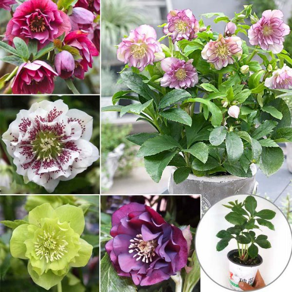 耐旱又耐寒好成活的植物