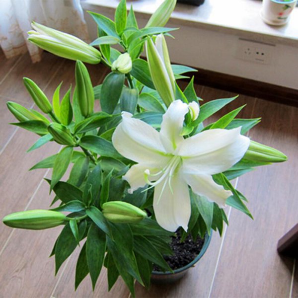 耐旱又耐寒好成活的植物