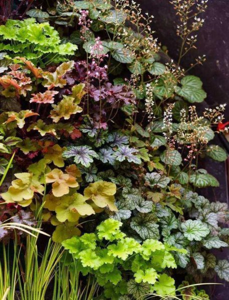 耐旱又耐寒好成活的植物