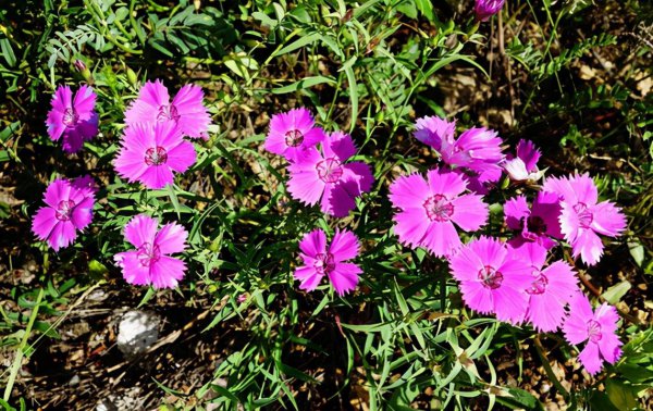 耐旱又耐寒好成活的植物