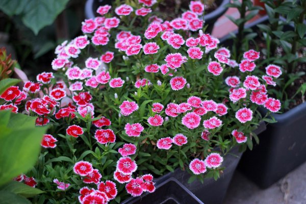 耐旱又耐寒好成活的植物