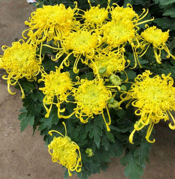 耐旱又耐寒好成活的植物