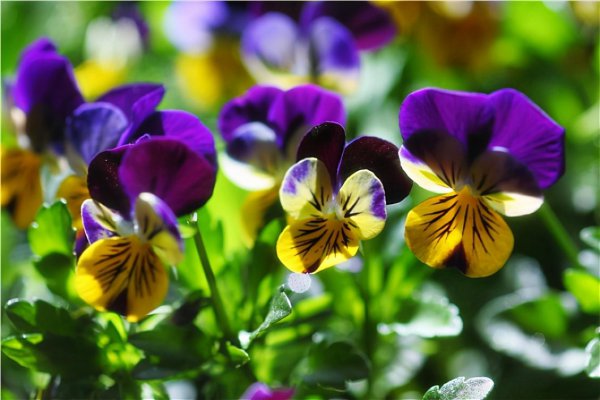 耐旱又耐寒好成活的植物