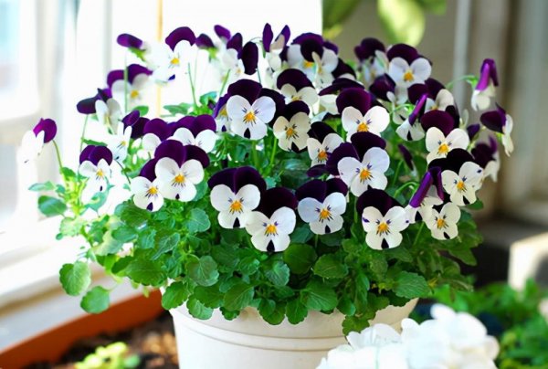 耐旱又耐寒好成活的植物