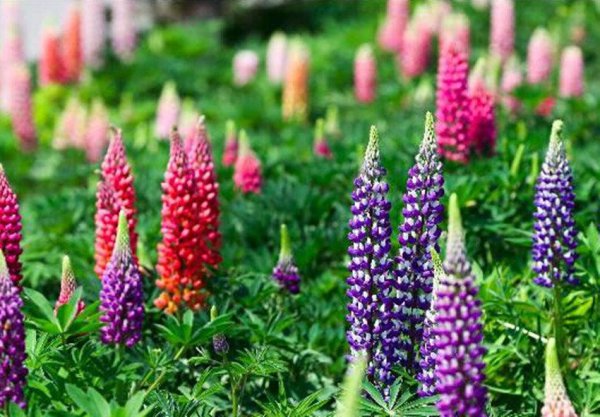 耐旱又耐寒好成活的植物