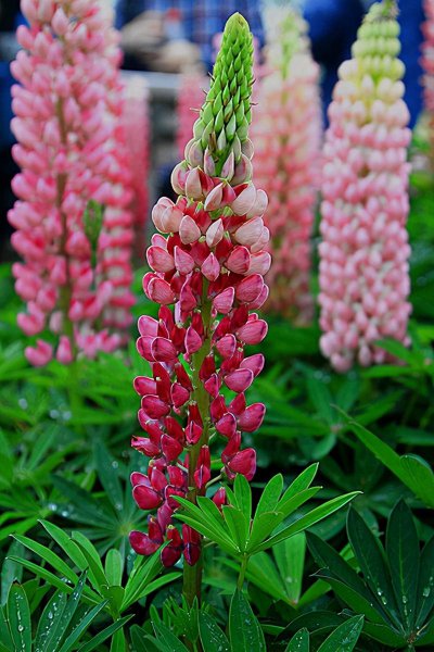 耐旱又耐寒好成活的植物