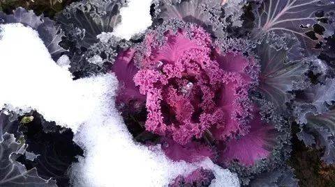 耐旱又耐寒好成活的植物