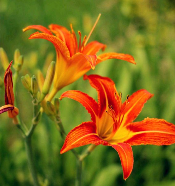 耐旱又耐寒好成活的植物