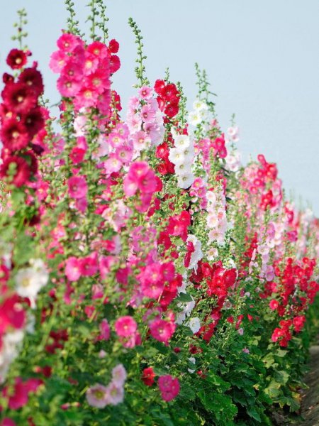 耐旱又耐寒好成活的植物