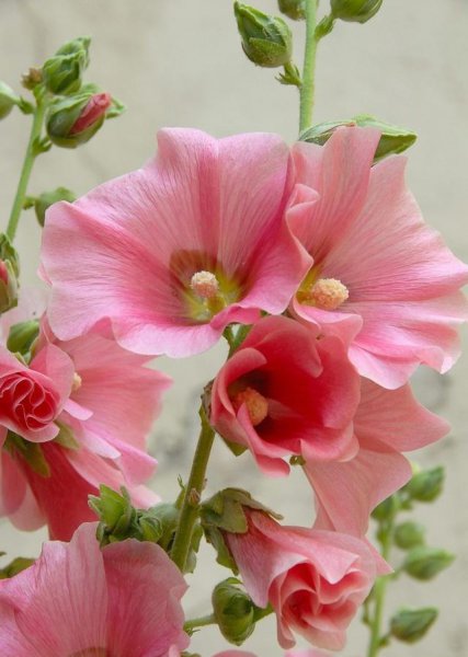 耐旱又耐寒好成活的植物