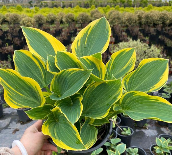 耐旱又耐寒好成活的植物