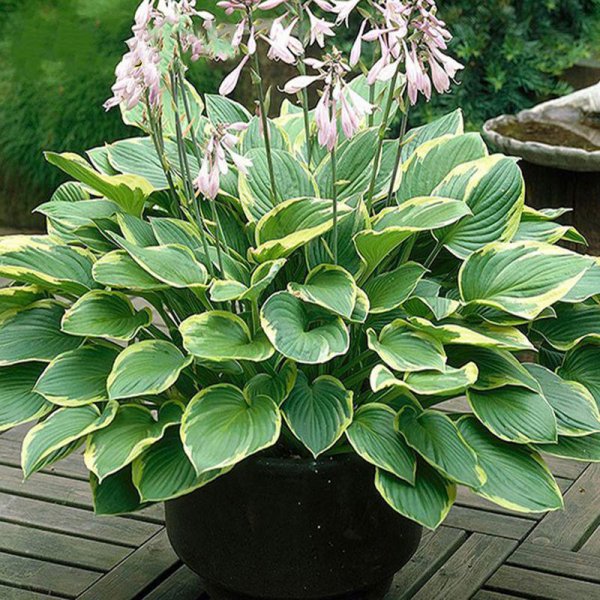 耐旱又耐寒好成活的植物