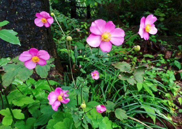 耐旱又耐寒好成活的植物