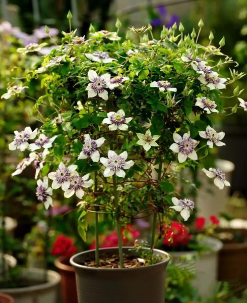 耐旱又耐寒好成活的植物