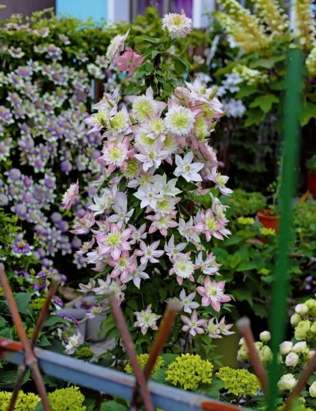 耐旱又耐寒好成活的植物